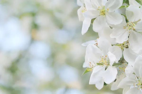 Flor de manzana — Foto de Stock