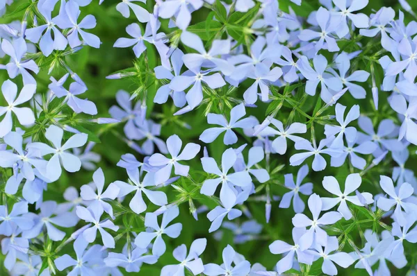 Blue Flowers — Stock Photo, Image