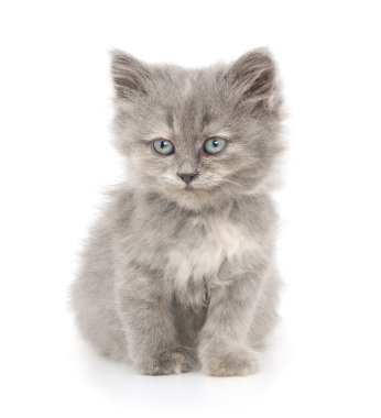 Beyaz arka planda kedi yavrusu