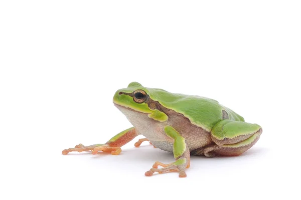 Boomkikker — Stockfoto