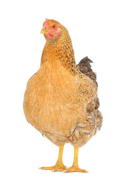 Brown hen — Stock Photo, Image