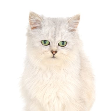 Gri kedi