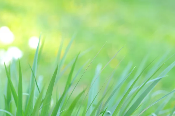 Fondo de naturaleza —  Fotos de Stock