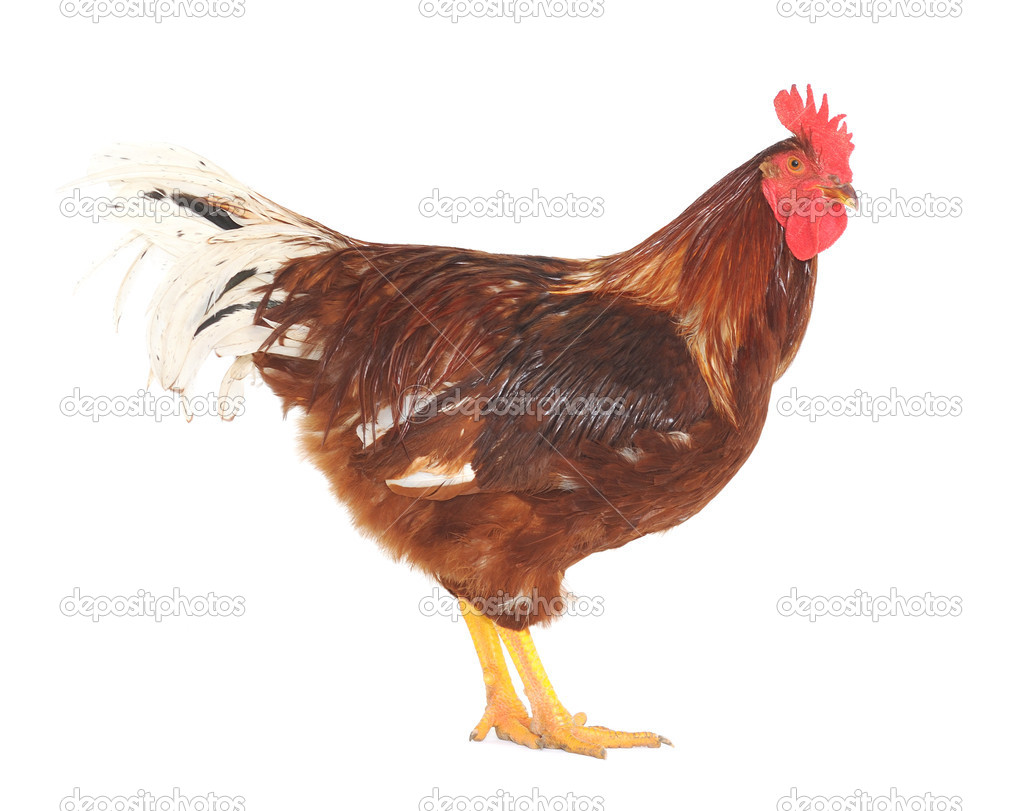 Rooster brown — Stock Photo © Tsekhmister #14738507