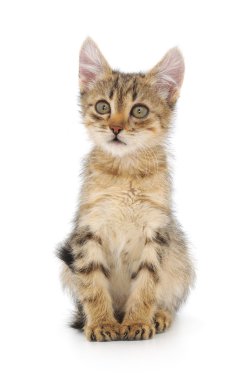 Beyaz arka planda kedi yavrusu