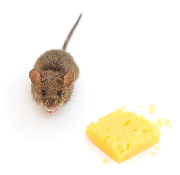 Mouse and cheese — Stock Photo, Image