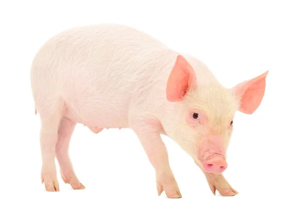 Pig on white — Stock Photo, Image