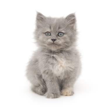 Beyaz arka planda kedi yavrusu
