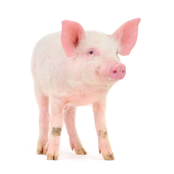 Schwein auf weiß — Stockfoto