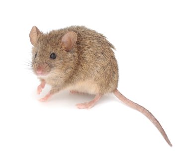 ahşap mouse.