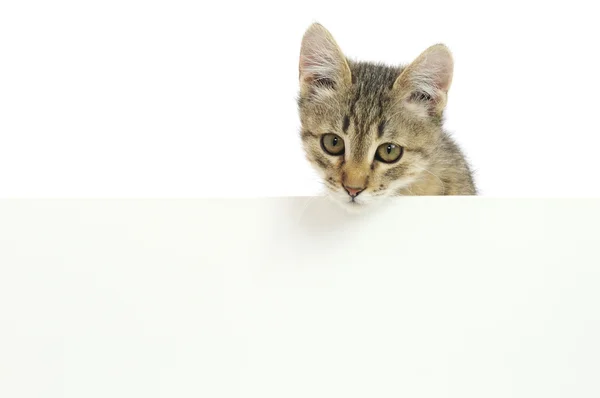 Kitten — Stock Photo, Image