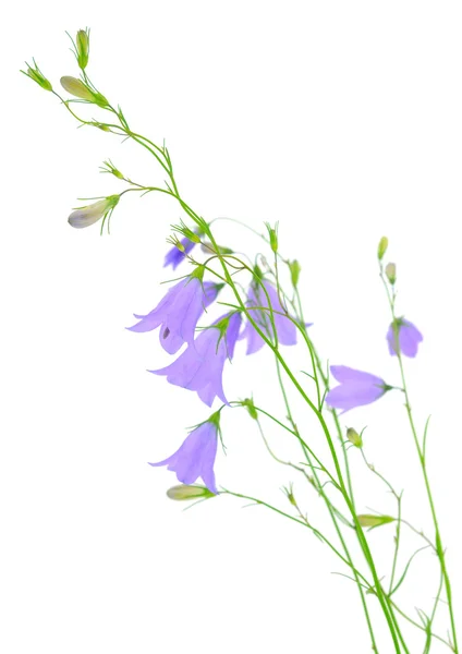 Blauglockenblume — Stockfoto