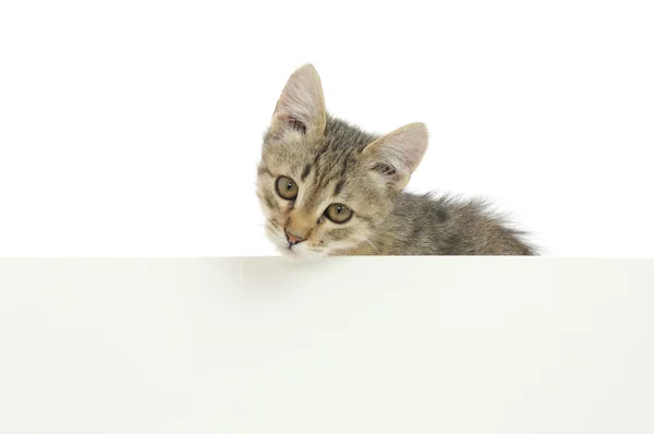 Kitten — Stock Photo, Image