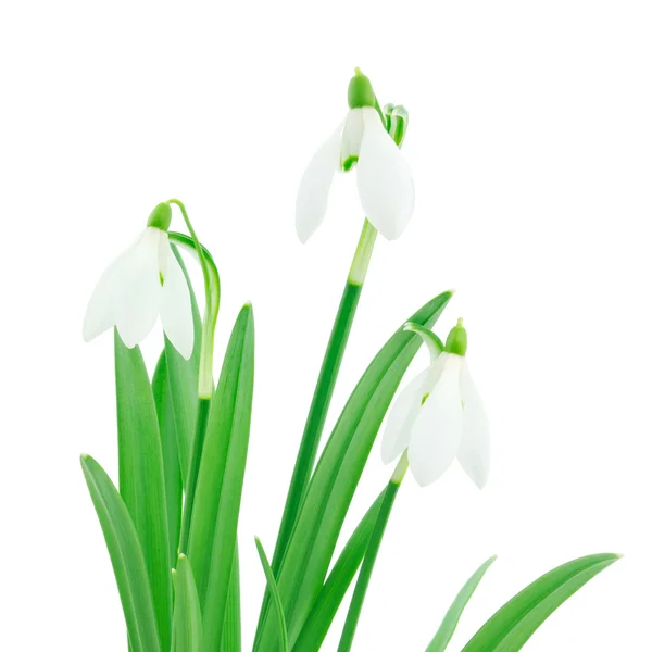 Gotas de neve (Galanthus nivalis) sobre fundo branco — Fotografia de Stock