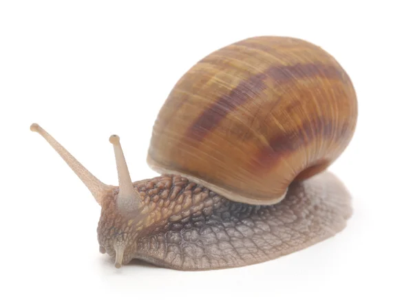 Garden snail — Stock Photo, Image