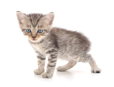 Beyaz arka planda kedi yavrusu