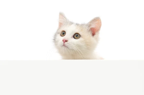 Boş posterboard üzerinde asılı kedi yavrusu — Stok fotoğraf