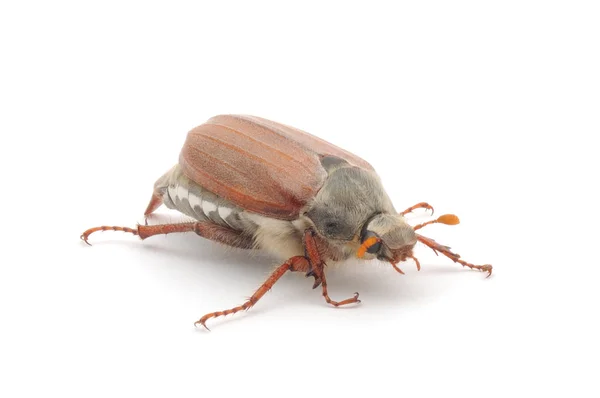 Chafer geïsoleerd op wit — Stockfoto