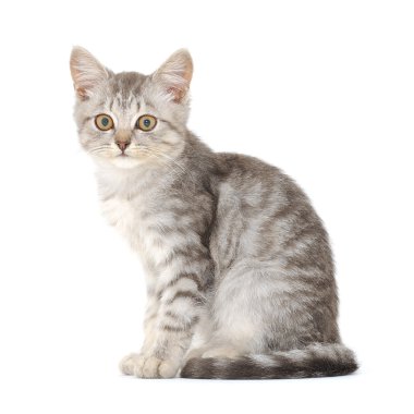 Beyaz arka planda kedi yavrusu