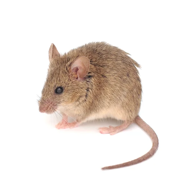 Råtta. — Stockfoto