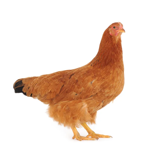 Brown hen — Stock Photo, Image