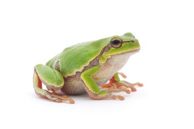 Tree frog clipart