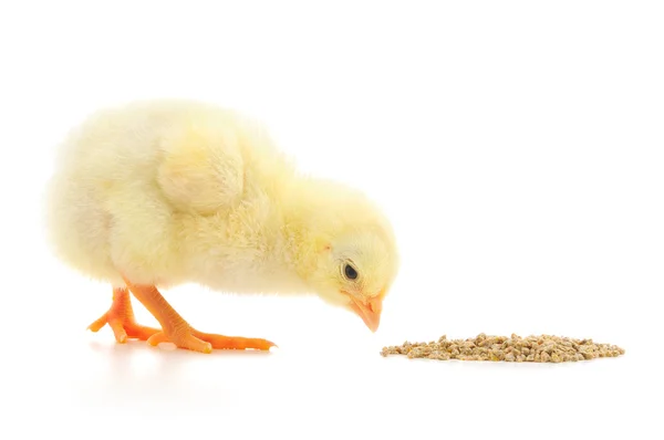 Baby kip een maaltijd — Stockfoto