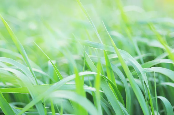 Fondo de naturaleza —  Fotos de Stock