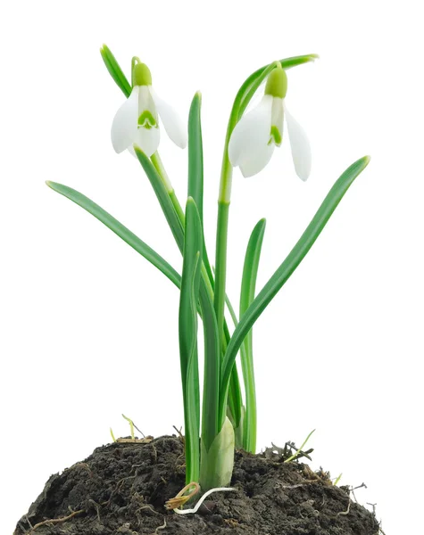 Gotas de nieve (Galanthus nivalis) sobre fondo blanco —  Fotos de Stock