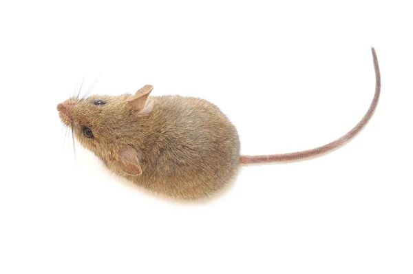 Mouse — Stock Photo, Image