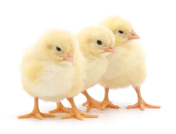 Trois poussins mignons isolés sur blanc — Photo