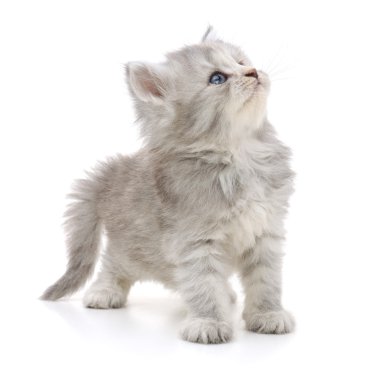 Beyaz arka planda kedi yavrusu