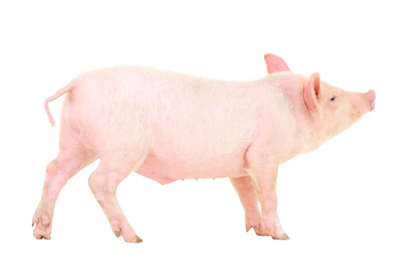 Pig on white — Stock Photo, Image