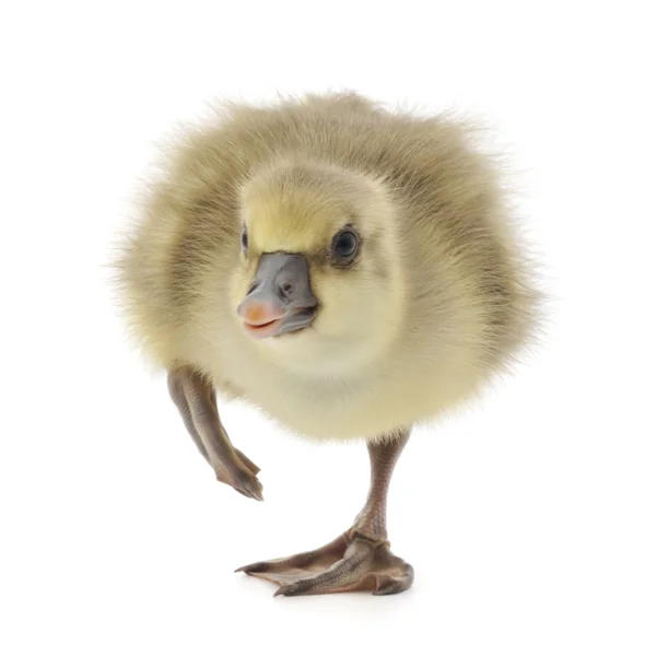 Little gosling isolated — Stock Photo, Image