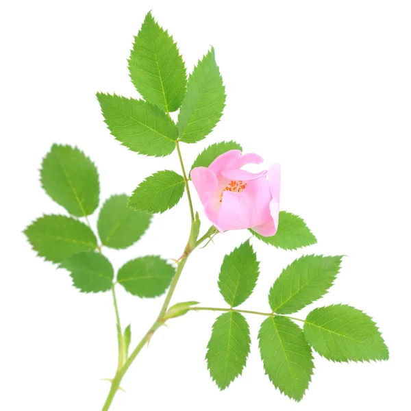 Dogrose blomma — Stockfoto