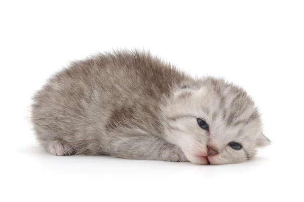 Kitten on a white background — Stock Photo, Image