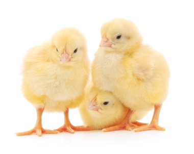 üç sevimli civciv üzerinde beyaz izole