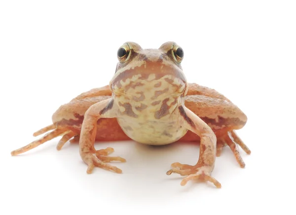 갈색 개구리 — 스톡 사진
