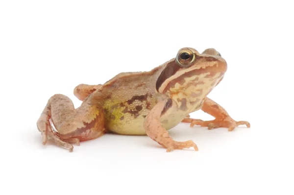 Brown frog — Stock Photo, Image