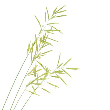 çim tohumu saplarını