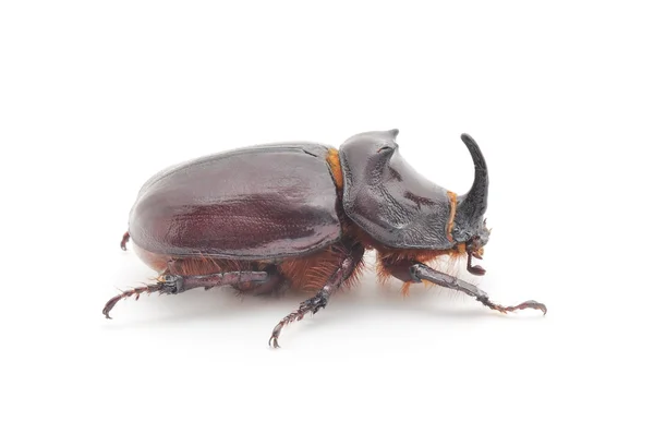 Rhinoceros beetle geïsoleerd op wit — Stockfoto