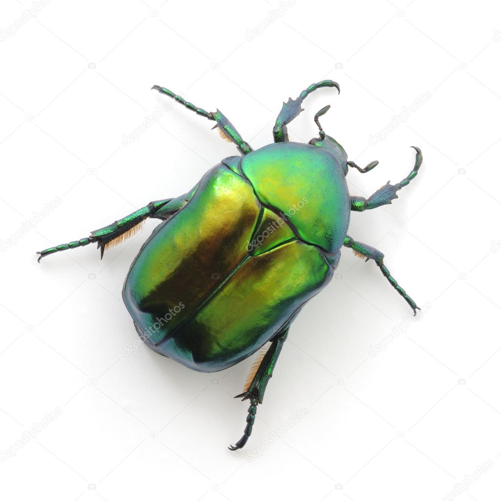 green beetle