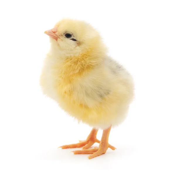 Kurczak Mały — Zdjęcie stockowe