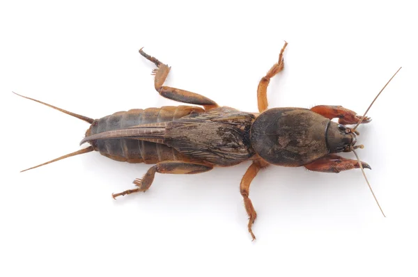 Mole cricket — Stock Photo, Image