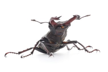 Gergedan böceği üzerinde beyaz izole