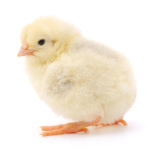 Small chicken — Stock Photo, Image