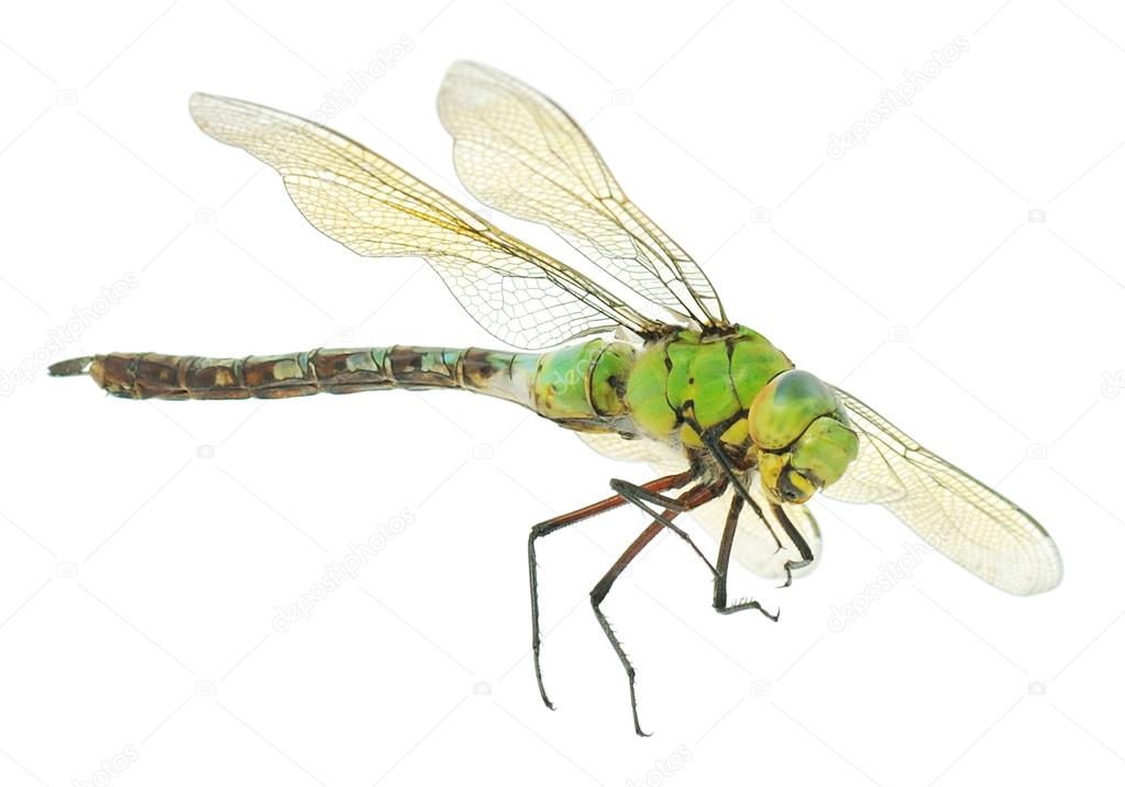 Libélula — Foto de stock #27437221 © Tsekhmister