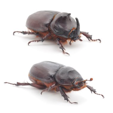 böcek (Oryctes Nasicornis)