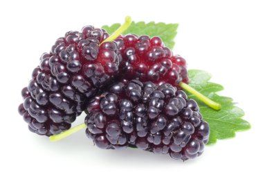 Ripe mulberries. clipart