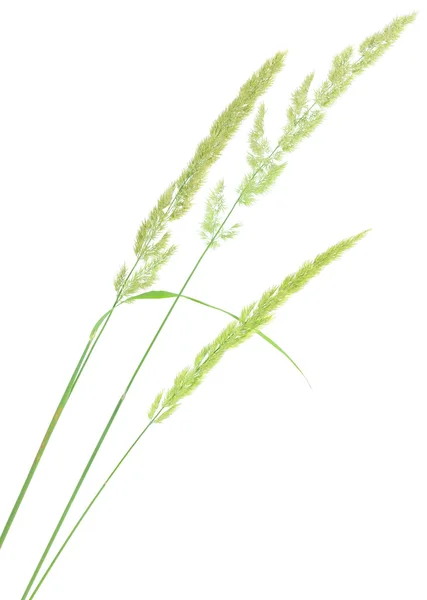 Grass seed stalks — Stock Photo, Image